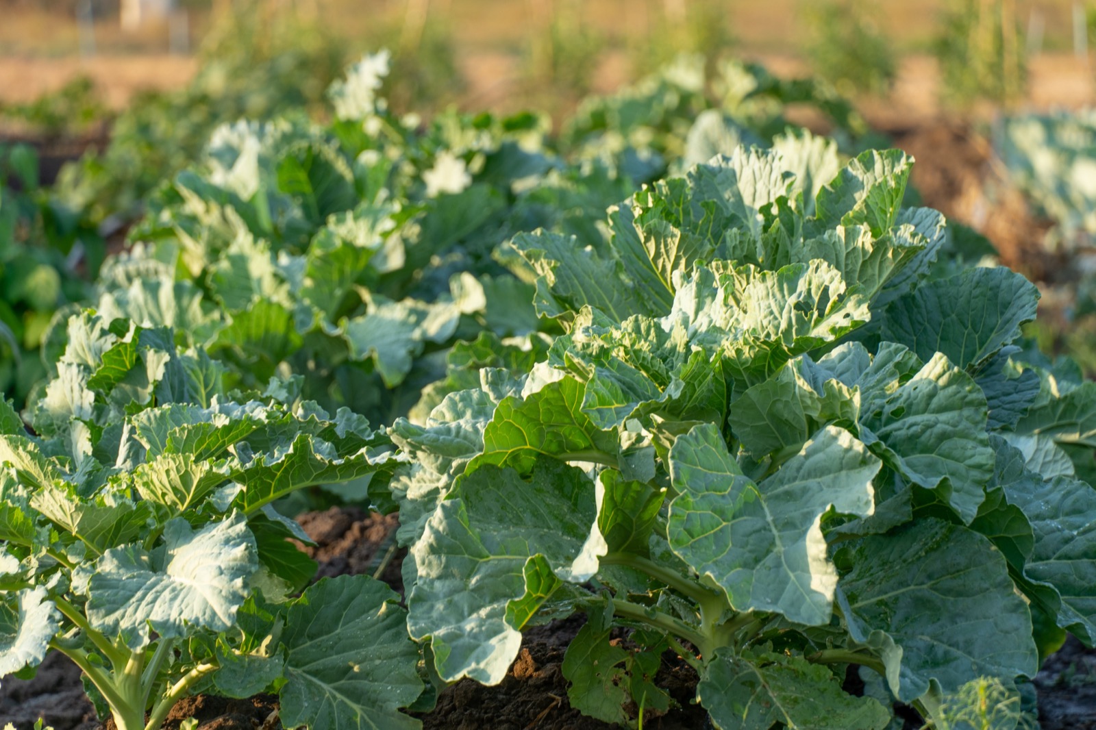 Healthy kale crops growing at Awoja Riverside Farm