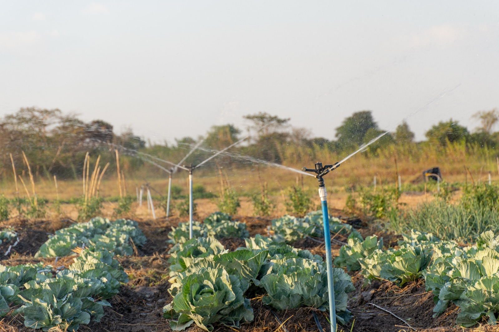Irrigation sprinklers watering crops at Awoja Riverside Farm